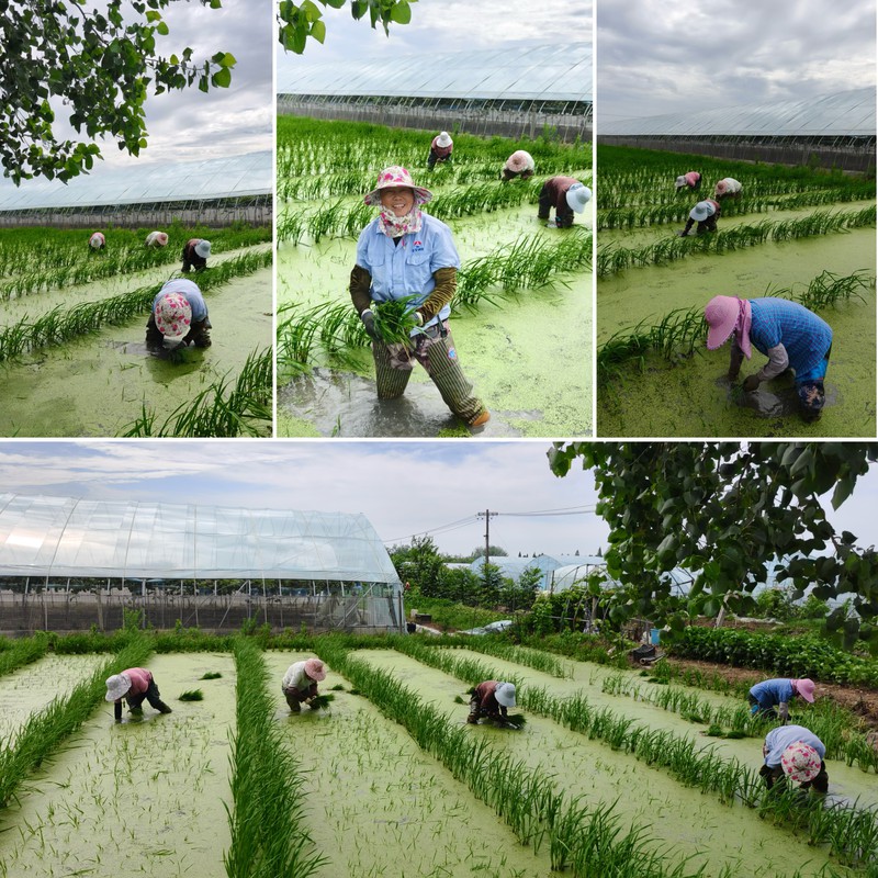 9.《插秧季里水中天(组)》 机关一分工会 黄新.jpg